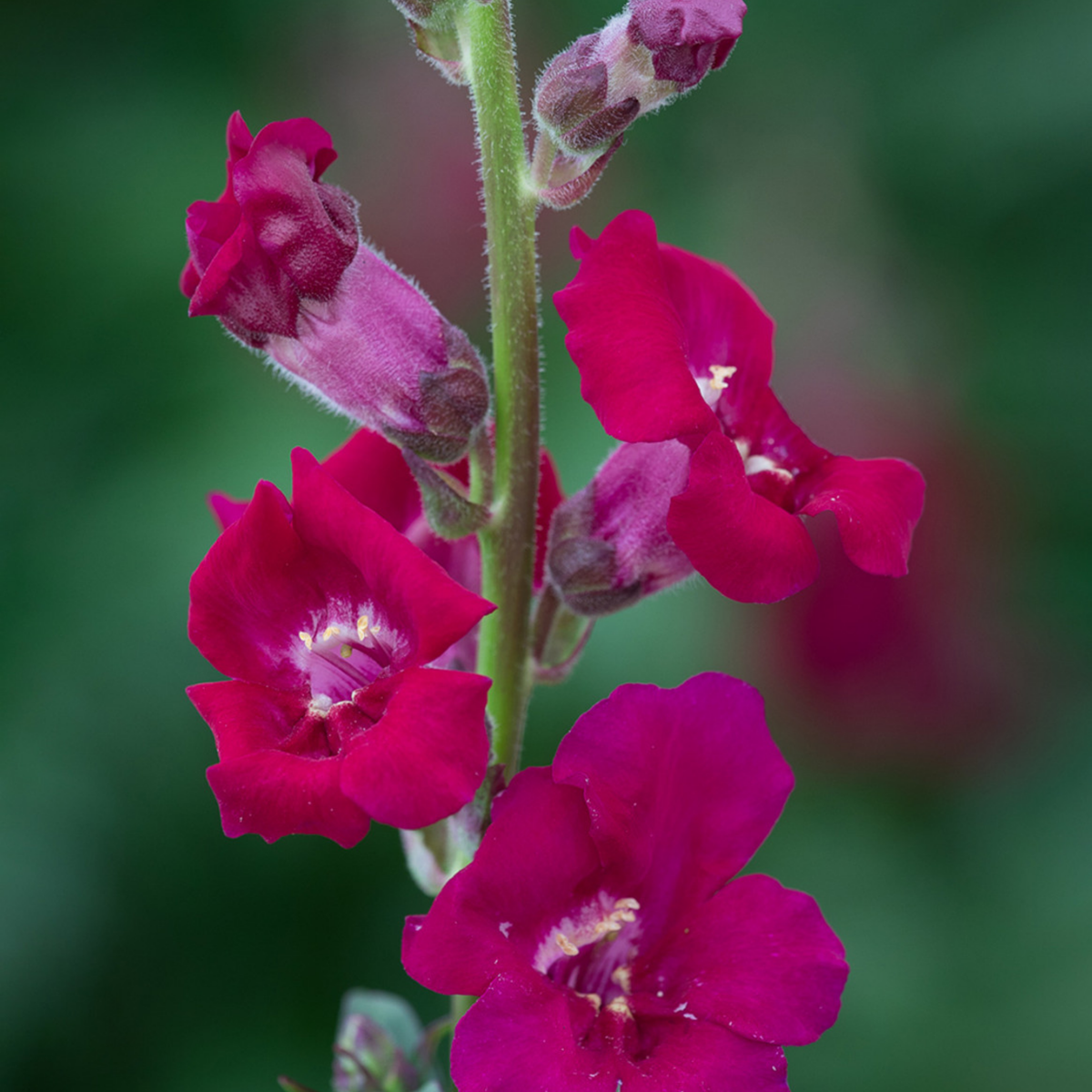 30 Seeds| Chantilly Purple Snapdragon Seeds - Cold Resistant -Attracts pollinators - Open-Pollinating -Plant before the frost/after frost - #49