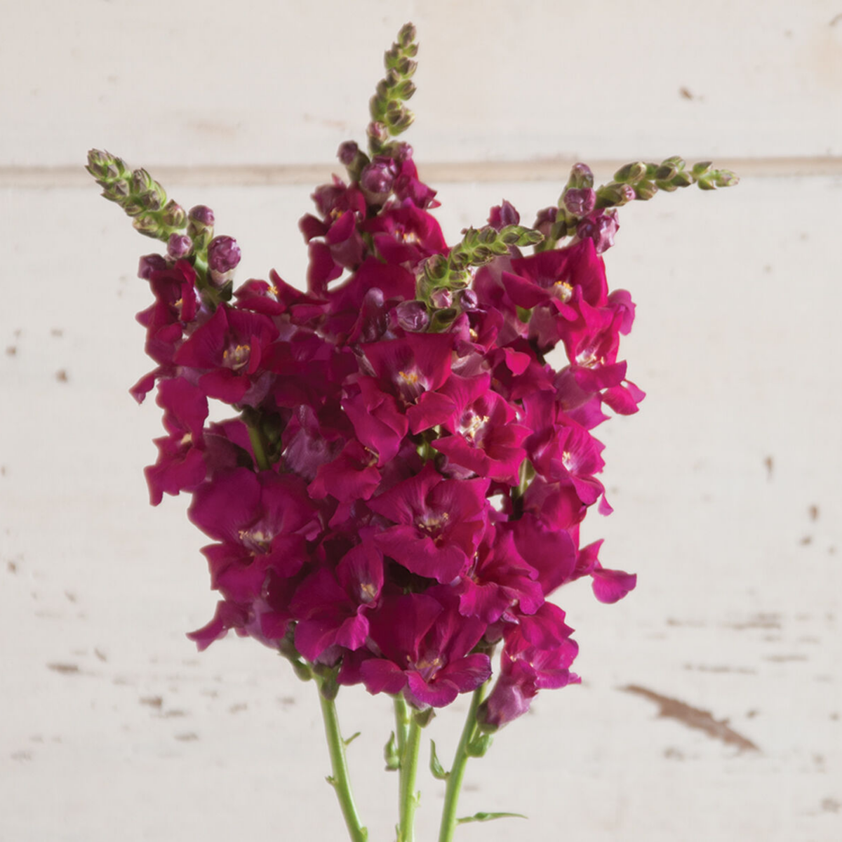 30 Seeds| Chantilly Purple Snapdragon Seeds - Cold Resistant -Attracts pollinators - Open-Pollinating -Plant before the frost/after frost - #49