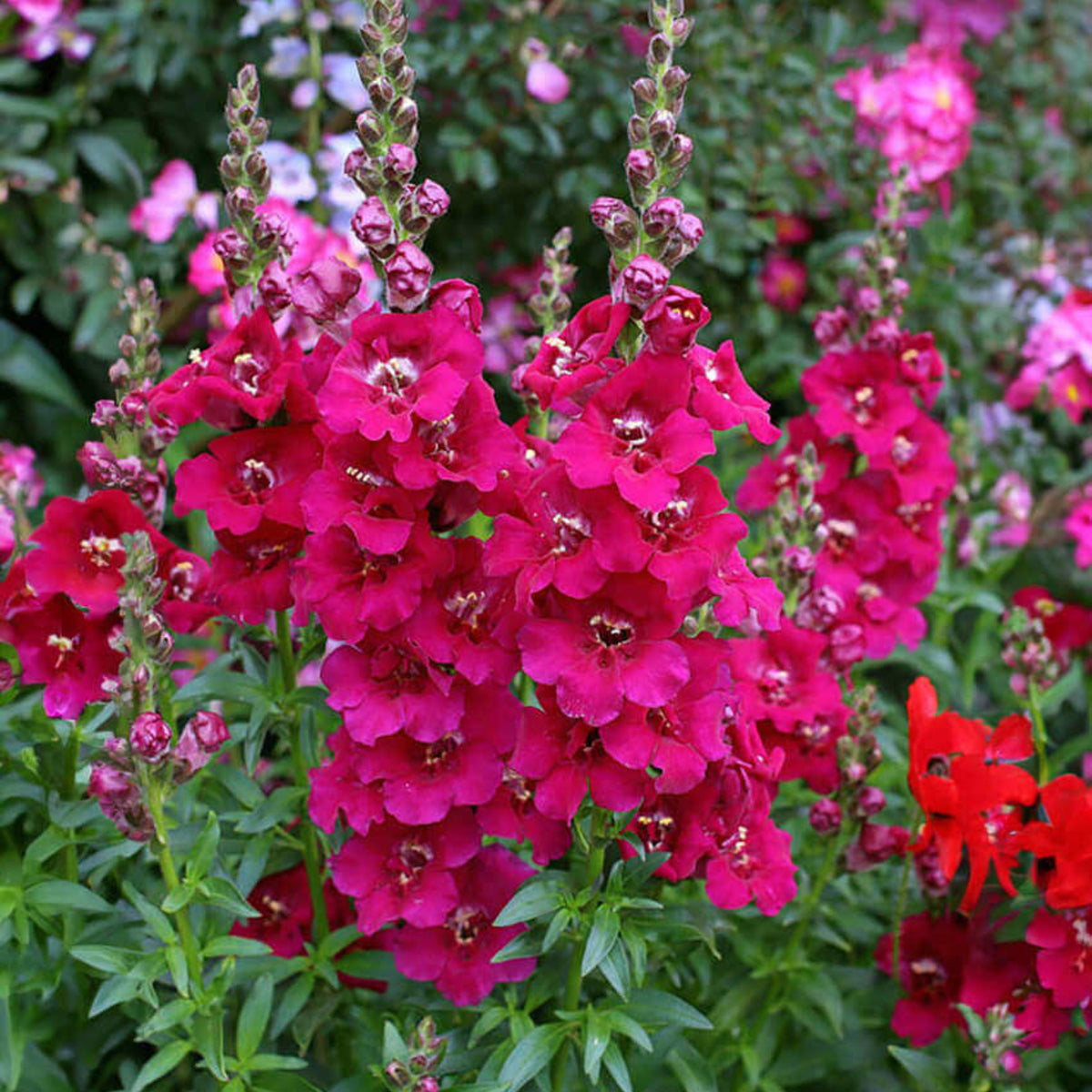 Chantilly Purple Snapdragon Seeds - Cold Resistant, 30 seeds