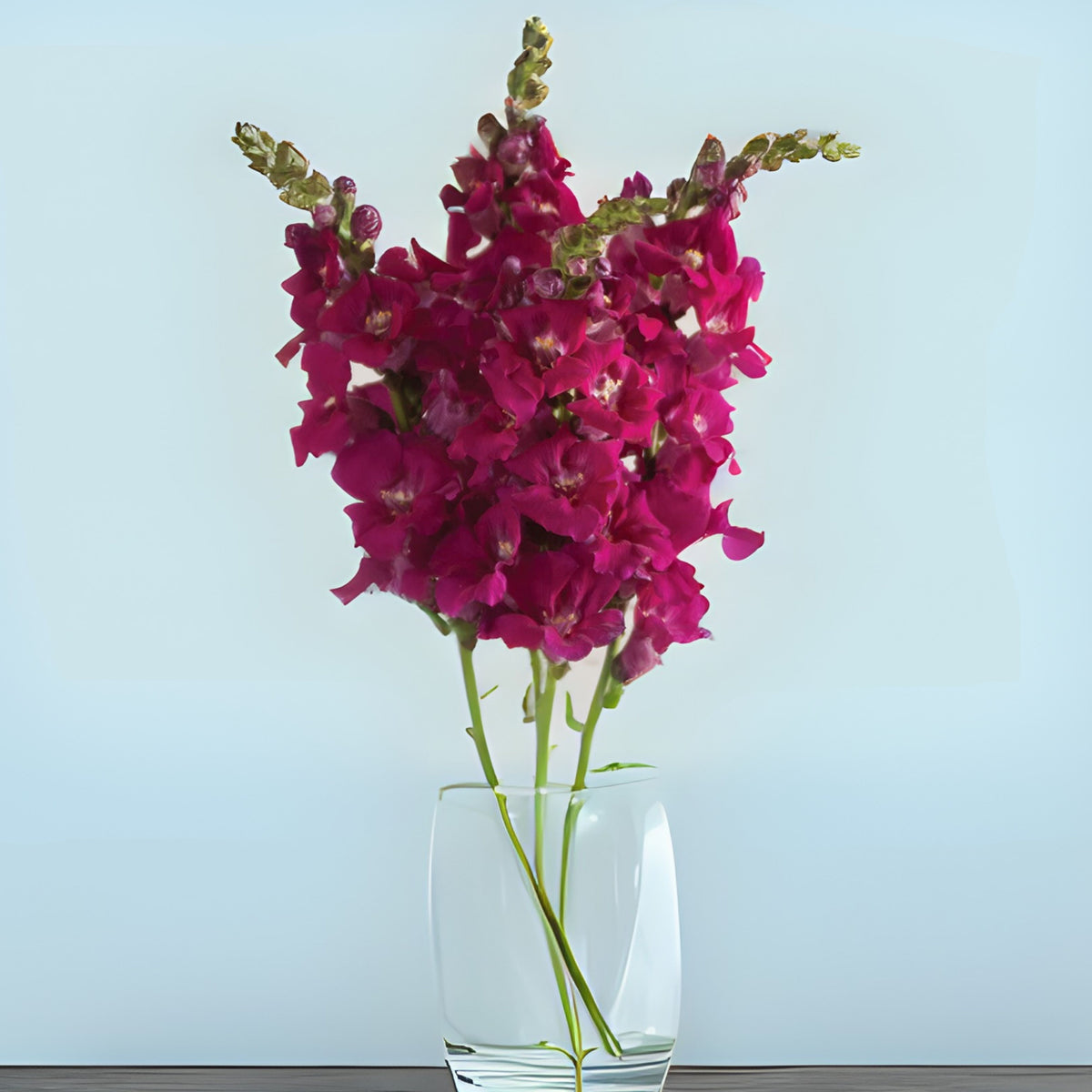 Chantilly Purple Snapdragon Seeds - Cold Resistant, 30 seeds