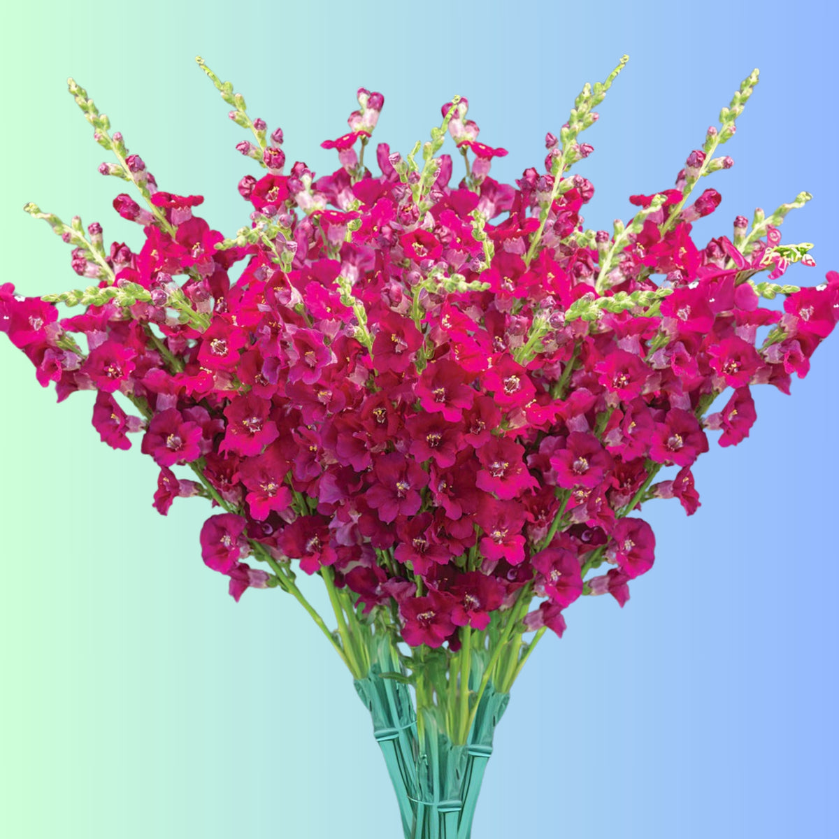 Chantilly Purple Snapdragon Seeds - Cold Resistant, 30 seeds