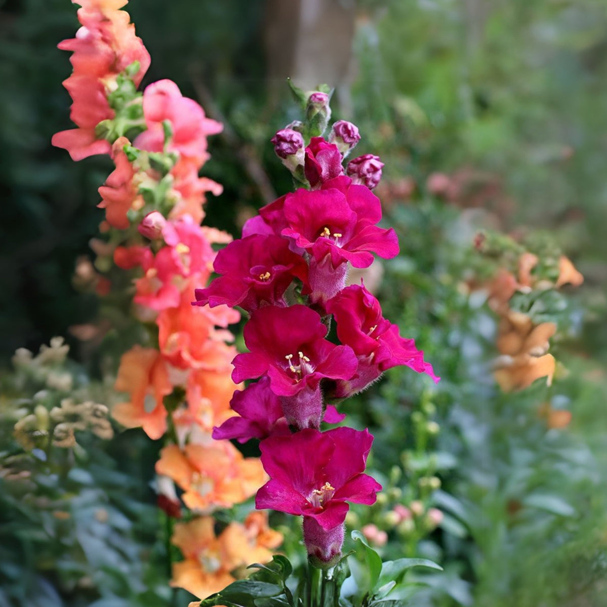 Chantilly Purple Snapdragon Seeds - Cold Resistant, 30 seeds