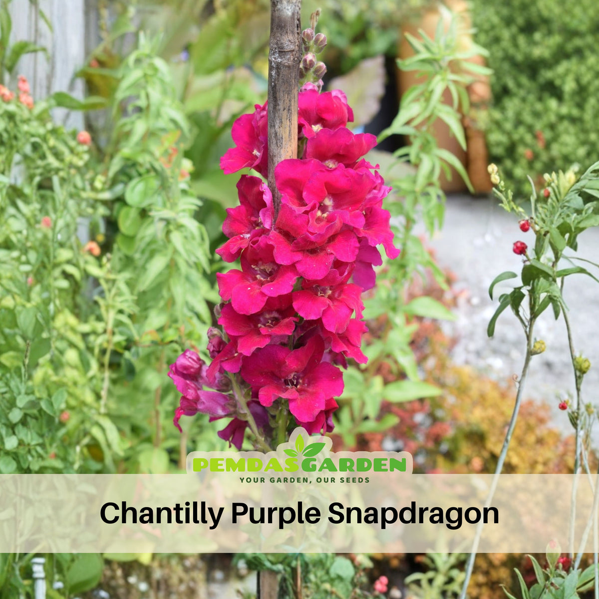 Chantilly Purple Snapdragon Seeds - Cold Resistant, 30 seeds