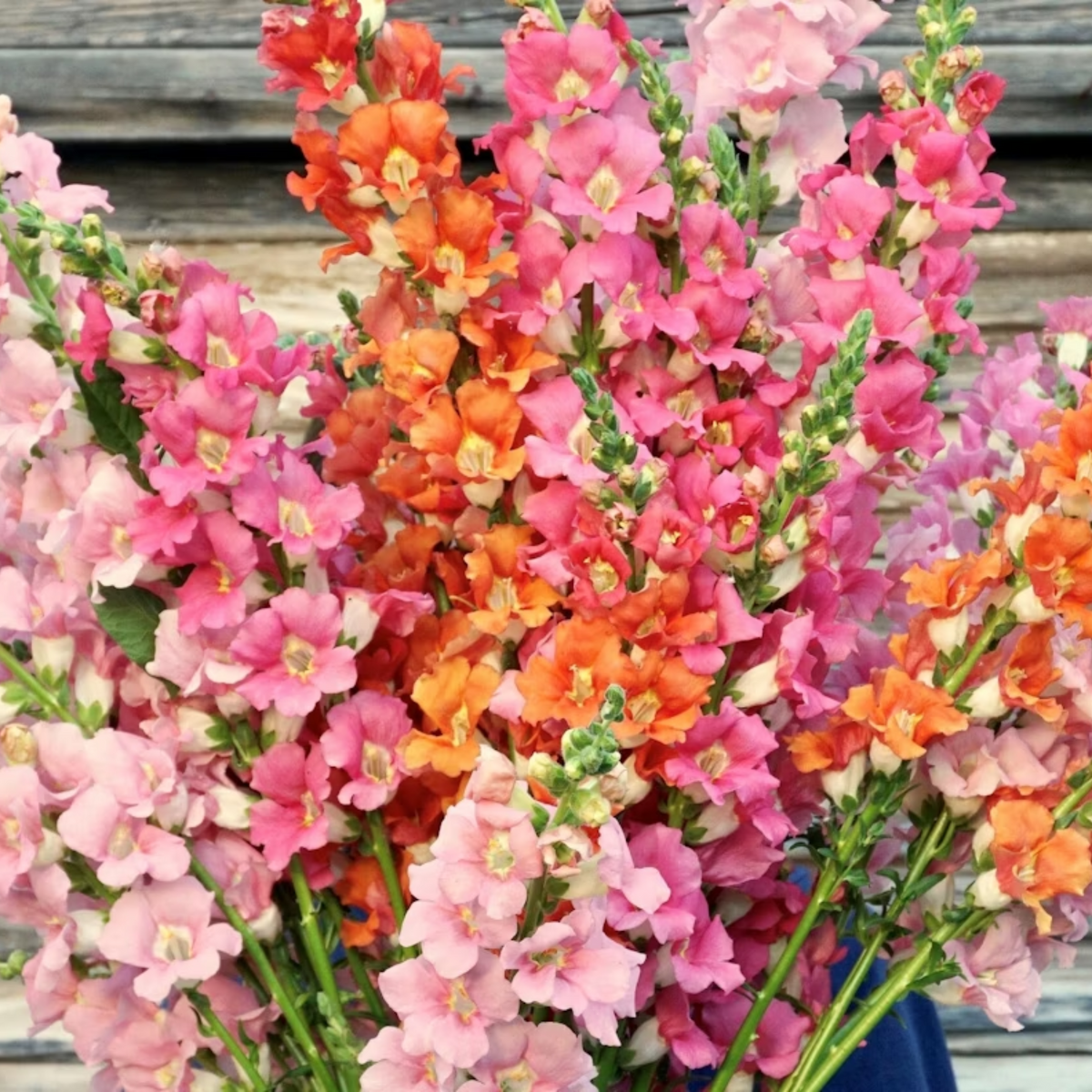 30 Seeds| Chantilly Snapdragon Mix Seeds - Cold Resistant -Potted -Attracts pollinators - Open-Pollinating - Plant before the frost/after frost - #50