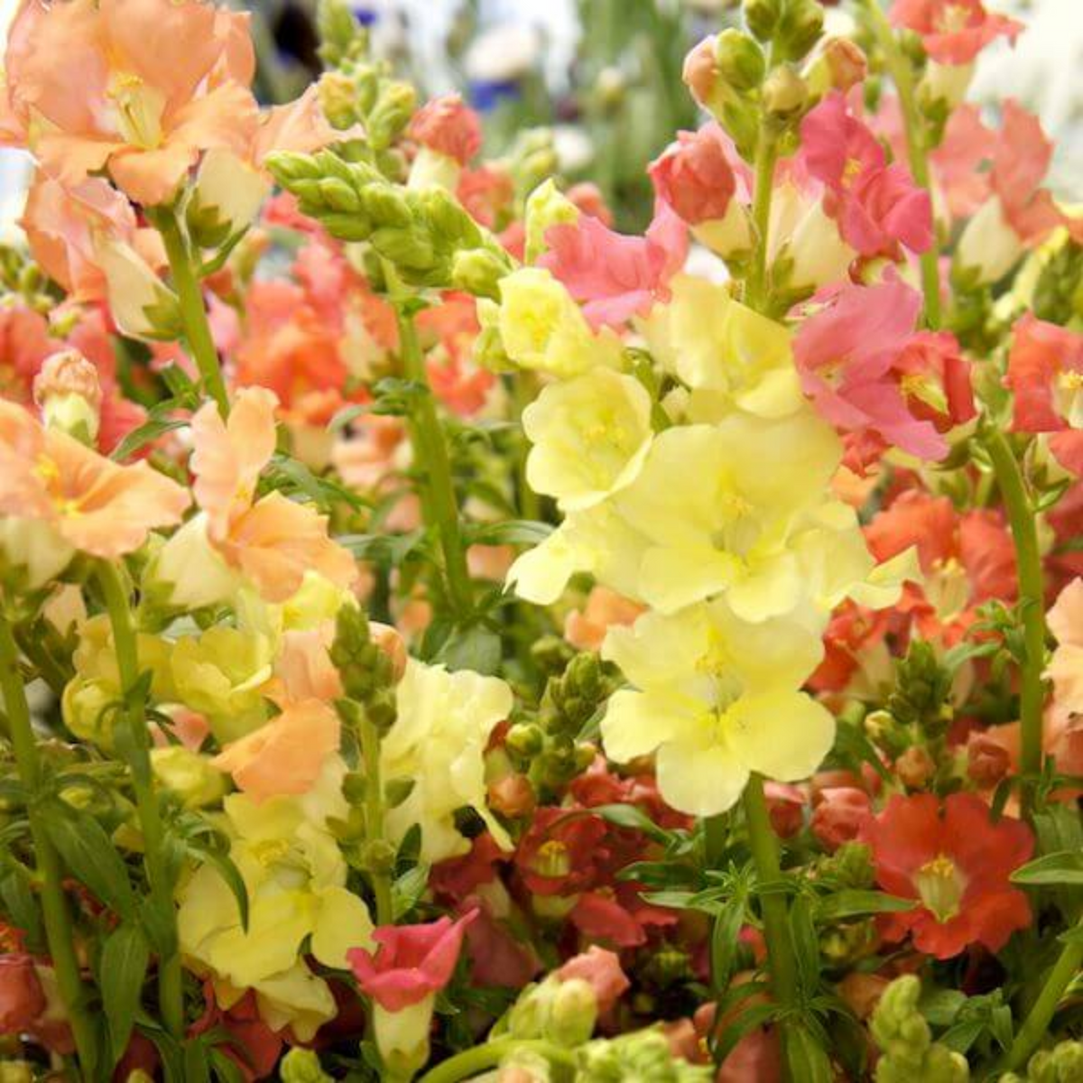 30 Seeds| Chantilly Snapdragon Mix Seeds - Cold Resistant -Potted -Attracts pollinators - Open-Pollinating - Plant before the frost/after frost - #50