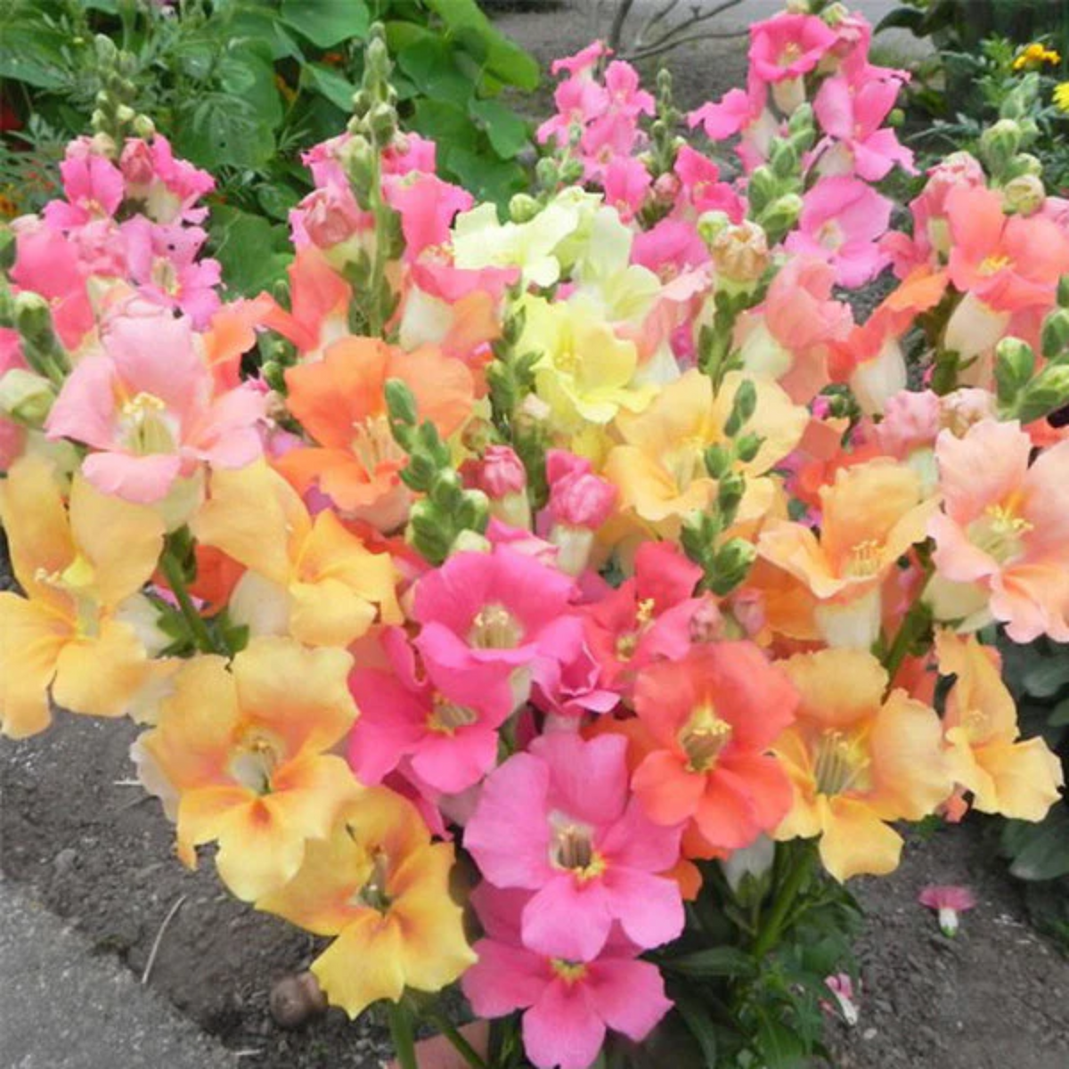 Chantilly Snapdragon Mix Seeds - Cold Resistant, Potted, 30 seeds