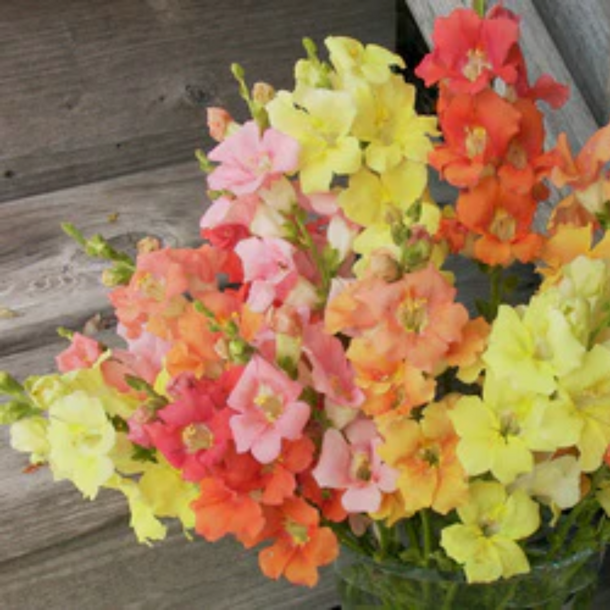 30 Seeds| Chantilly Snapdragon Mix Seeds - Cold Resistant -Potted -Attracts pollinators - Open-Pollinating - Plant before the frost/after frost - #50