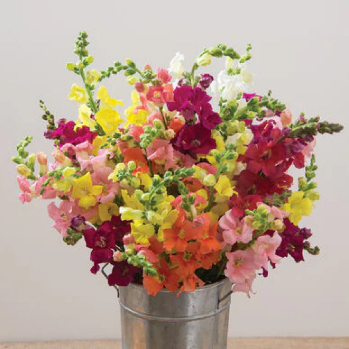 Chantilly Snapdragon Mix Seeds - Cold Resistant, Potted, 30 seeds