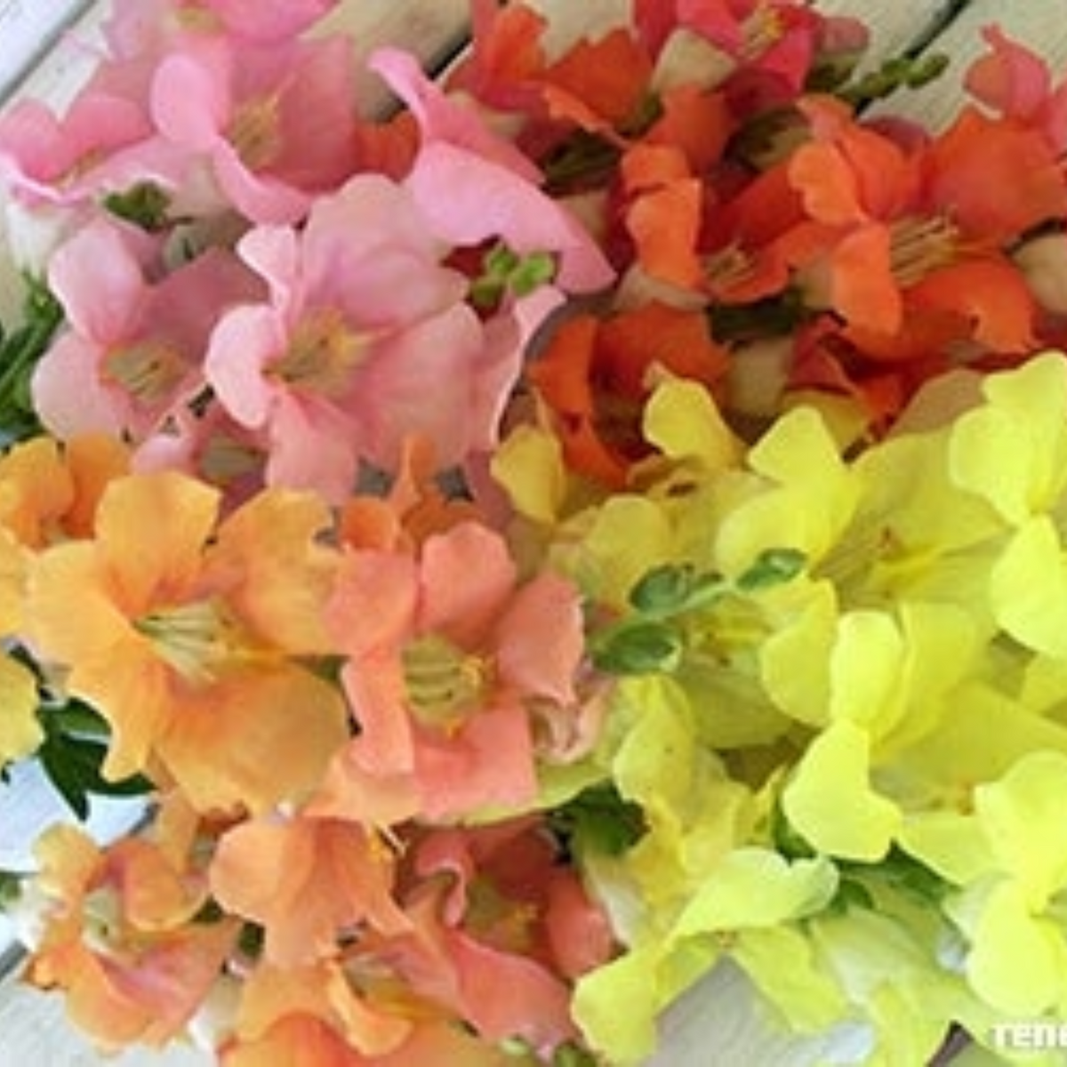 30 Seeds| Chantilly Snapdragon Mix Seeds - Cold Resistant -Potted -Attracts pollinators - Open-Pollinating - Plant before the frost/after frost - #50