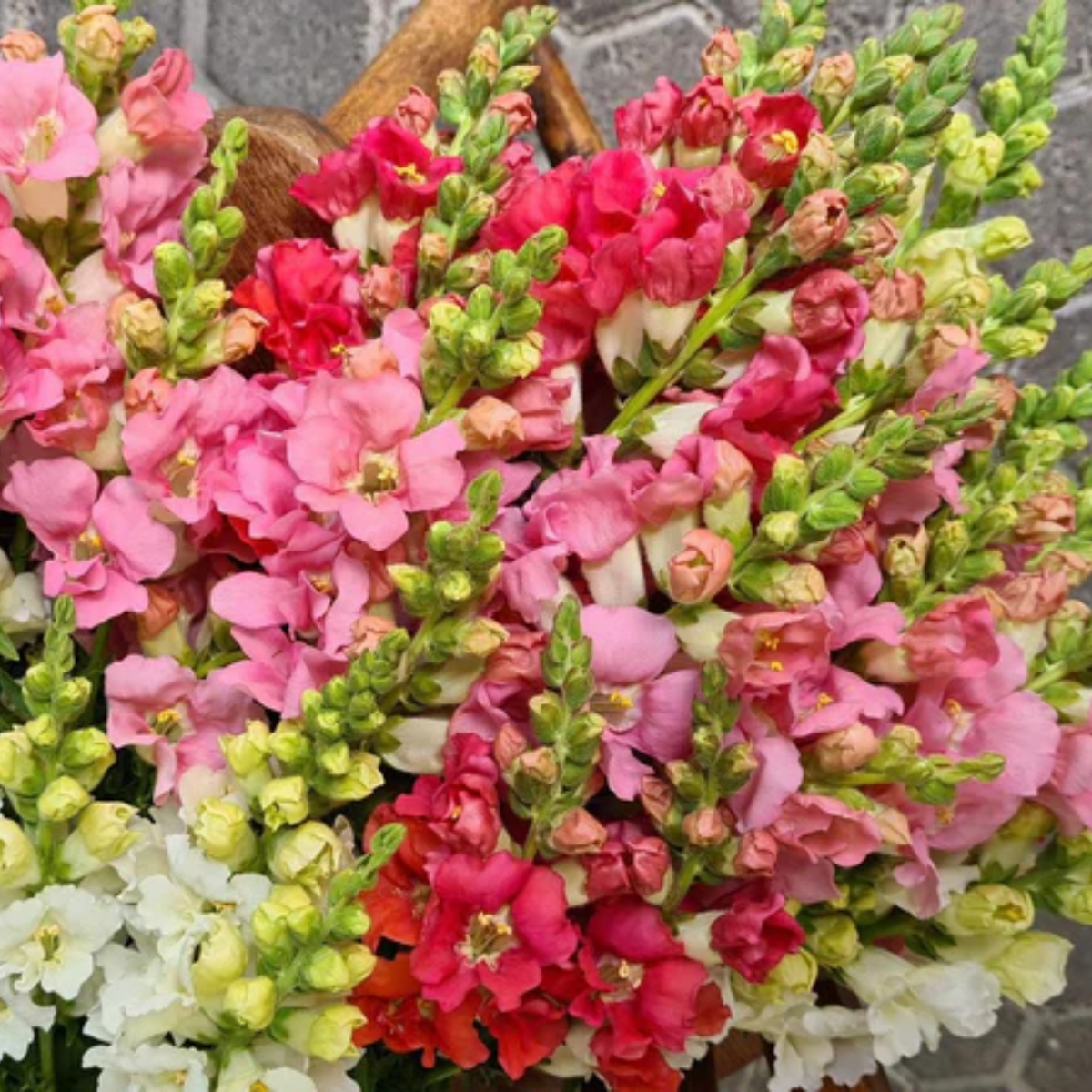 Chantilly Snapdragon Mix Seeds - Cold Resistant, Potted, 30 seeds