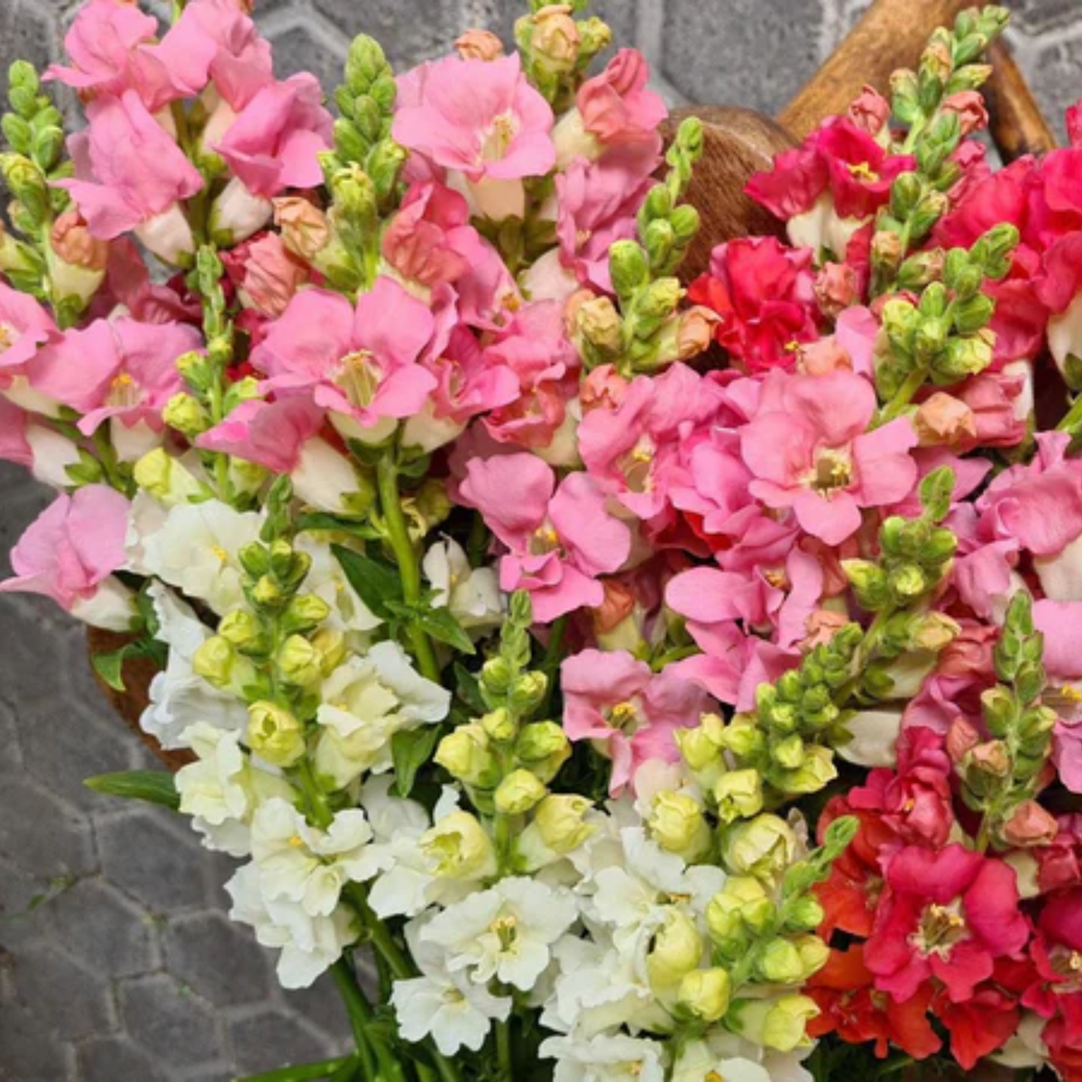 Chantilly Snapdragon Mix Seeds - Cold Resistant, Potted, 30 seeds