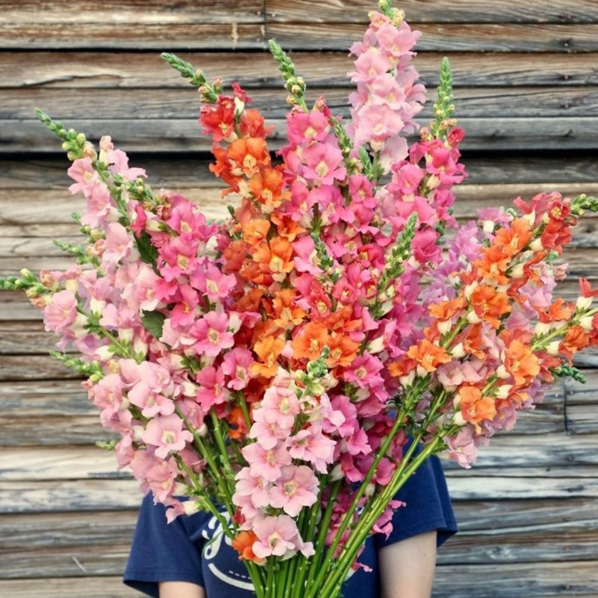 Chantilly Snapdragon Mix Seeds - Cold Resistant, Potted, 30 seeds