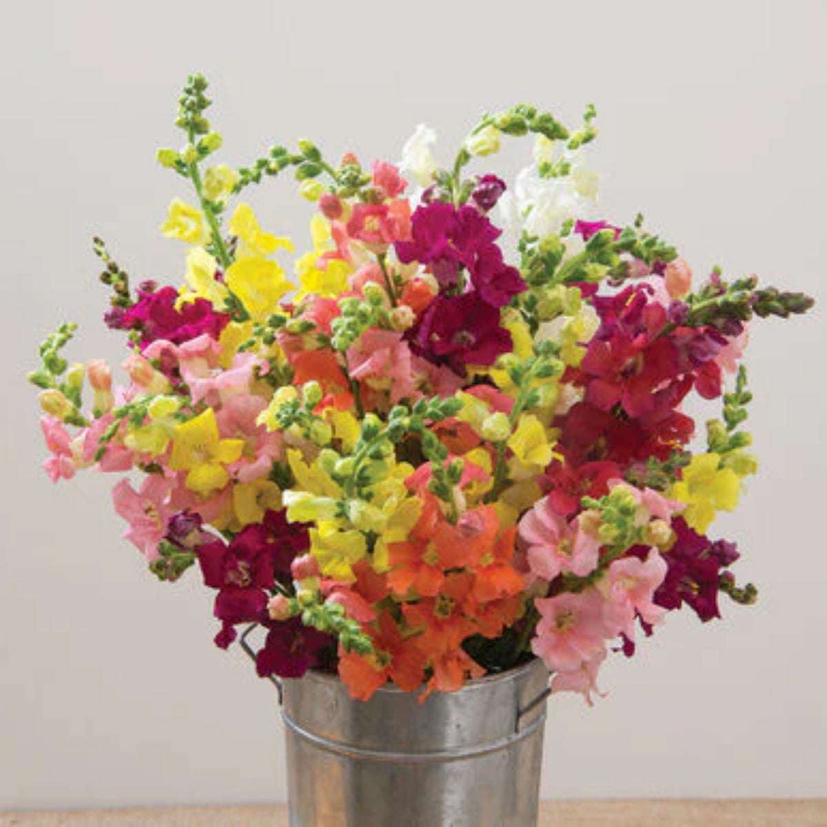 Chantilly Snapdragon Mix Seeds - Cold Resistant, Potted, 30 seeds