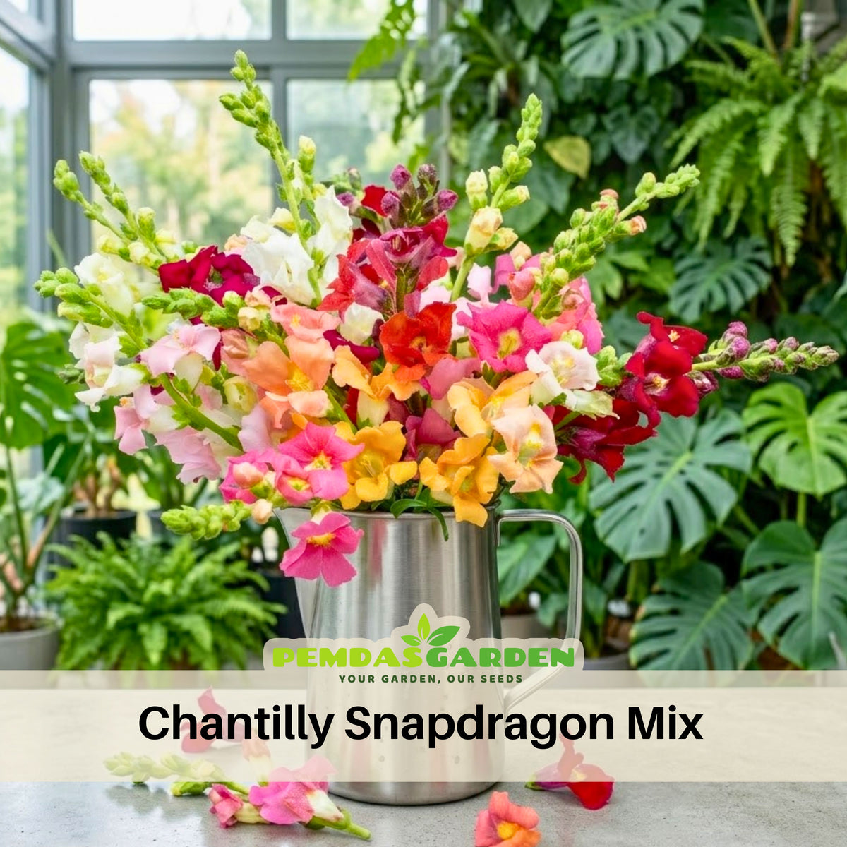 Chantilly Snapdragon Mix Seeds - Cold Resistant, Potted, 30 seeds