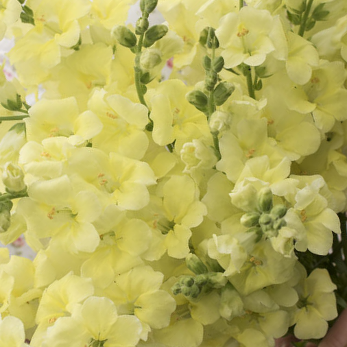 Chantilly Cream Yellow Snapdragon Seeds - Cold Resistant, 30 seeds