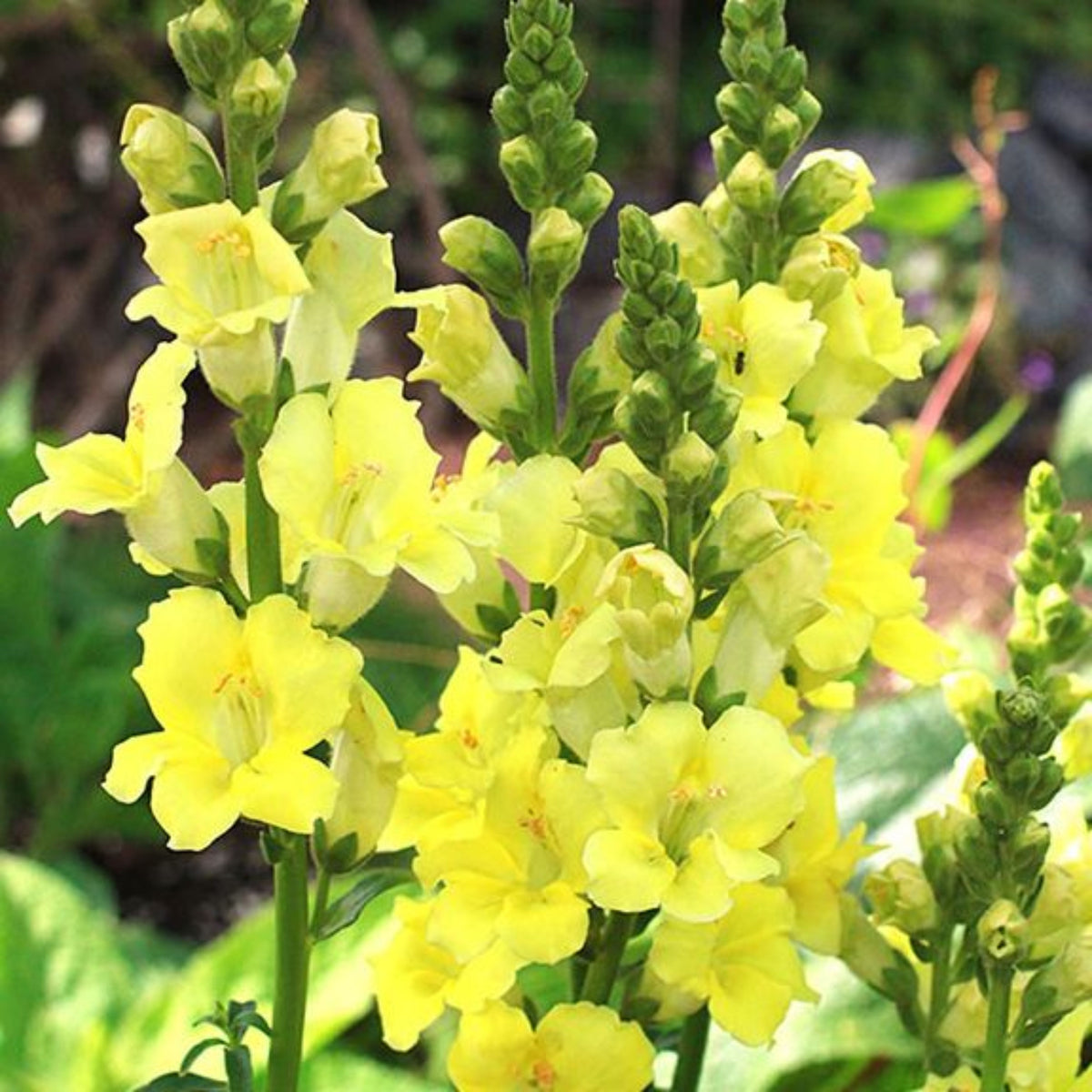 Chantilly Cream Yellow Snapdragon Seeds - Cold Resistant, 30 seeds