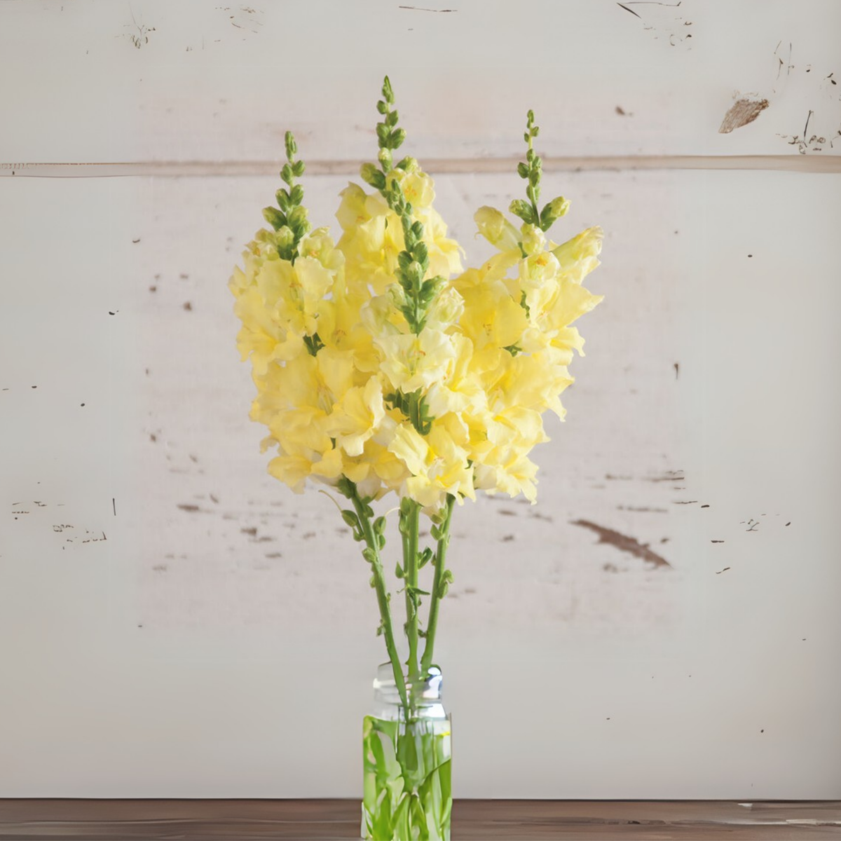30 Seeds| Chantilly Cream Yellow Snapdragon Seeds - Cold Resistant -Attracts pollinators - Open-Pollinating - Plant before the frost/after frost - #51