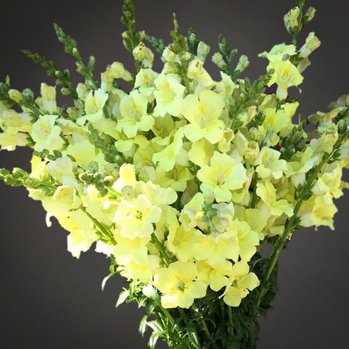 Chantilly Cream Yellow Snapdragon Seeds - Cold Resistant, 30 seeds