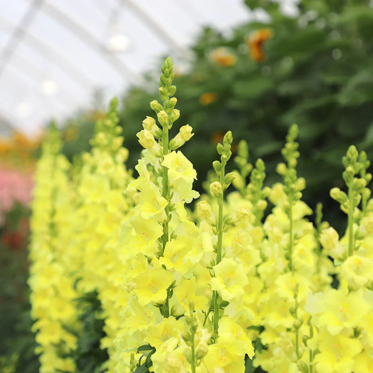 Chantilly Cream Yellow Snapdragon Seeds - Cold Resistant, 30 seeds