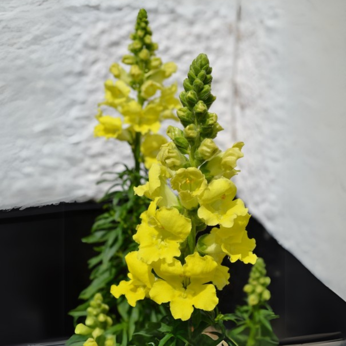 Chantilly Cream Yellow Snapdragon Seeds - Cold Resistant, 30 seeds