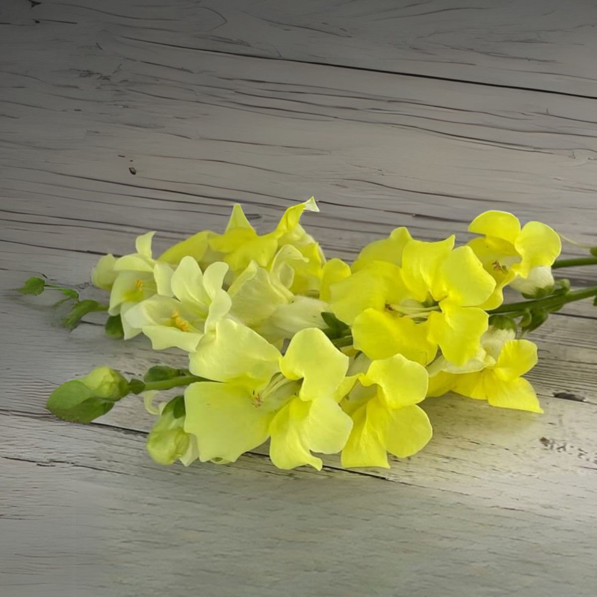 Chantilly Cream Yellow Snapdragon Seeds - Cold Resistant, 30 seeds