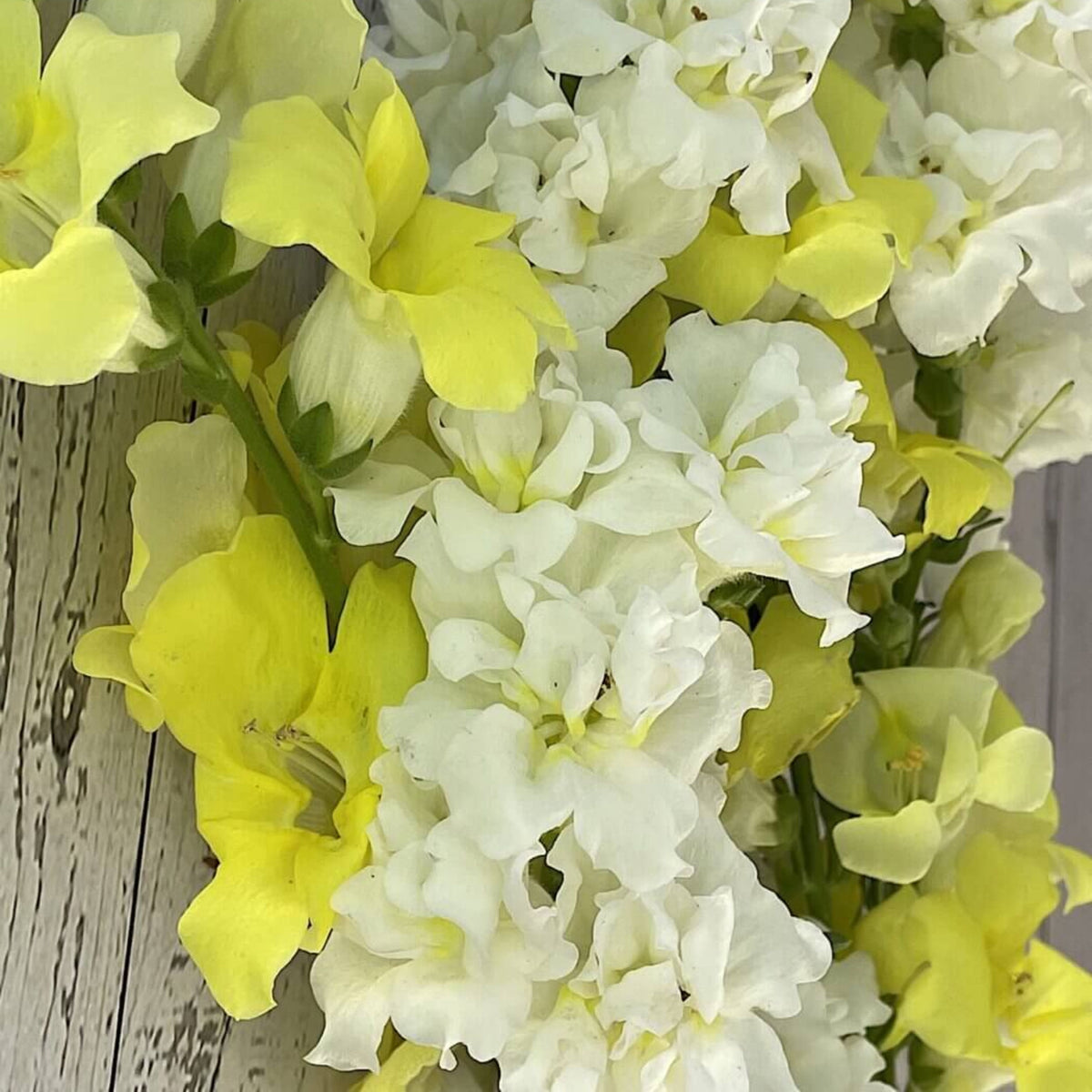 Chantilly Cream Yellow Snapdragon Seeds - Cold Resistant, 30 seeds