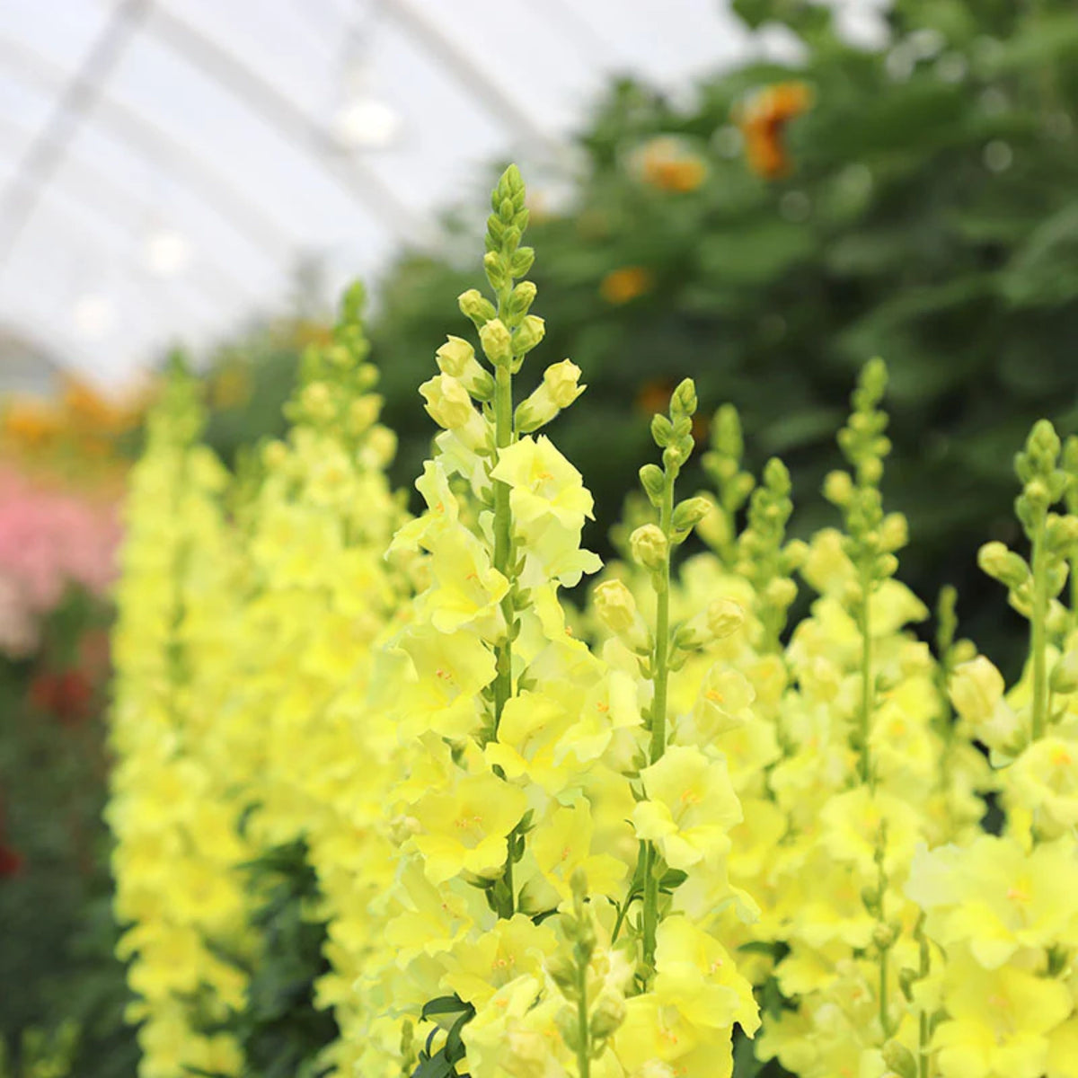 Chantilly Cream Yellow Snapdragon Seeds - Cold Resistant, 30 seeds
