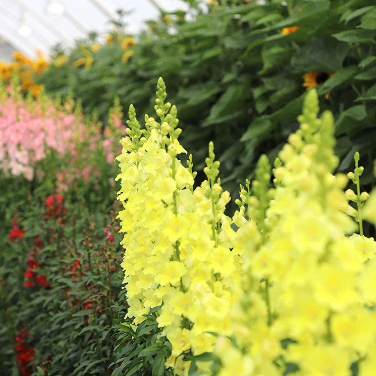 Chantilly Cream Yellow Snapdragon Seeds - Cold Resistant, 30 seeds