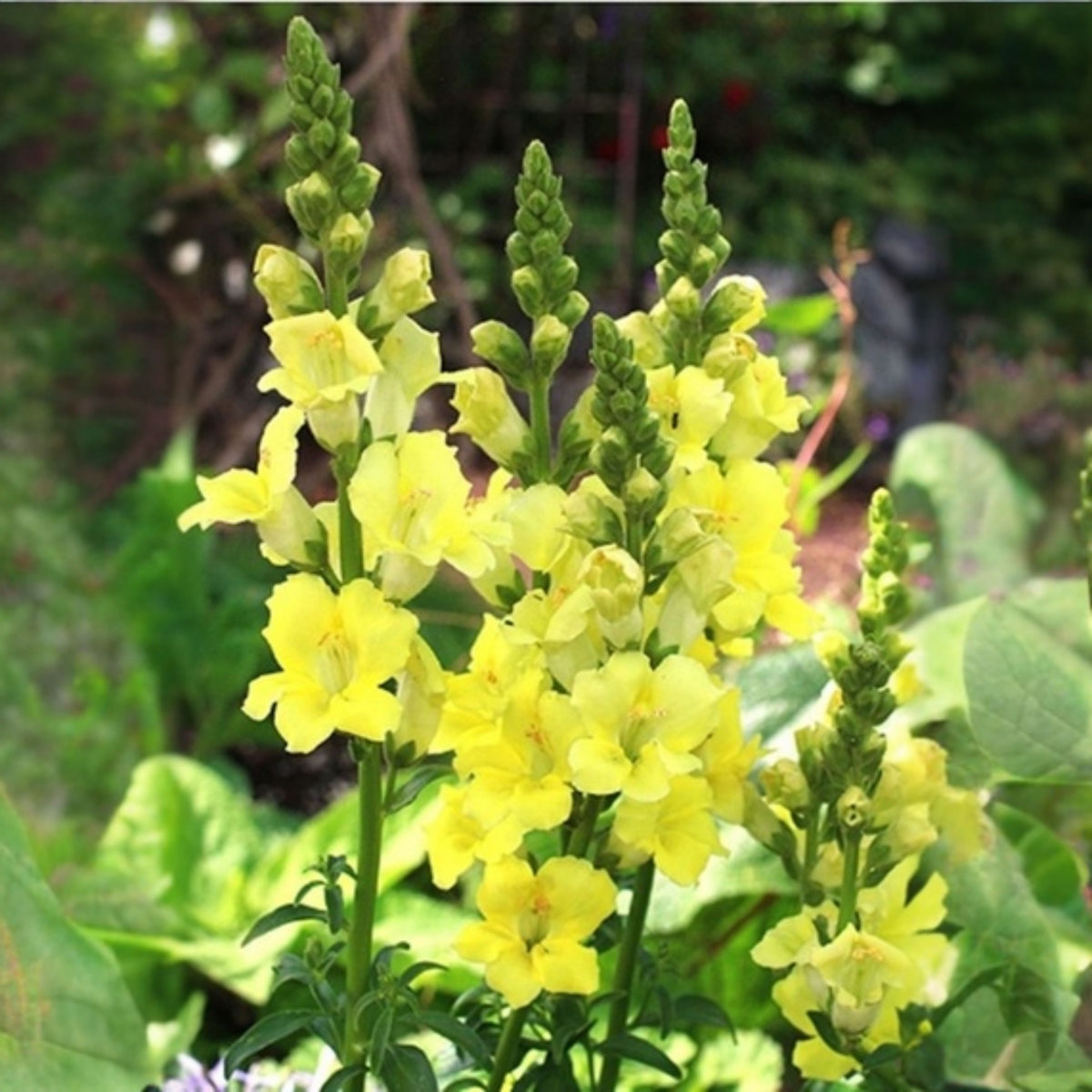 Chantilly Cream Yellow Snapdragon Seeds - Cold Resistant, 30 seeds