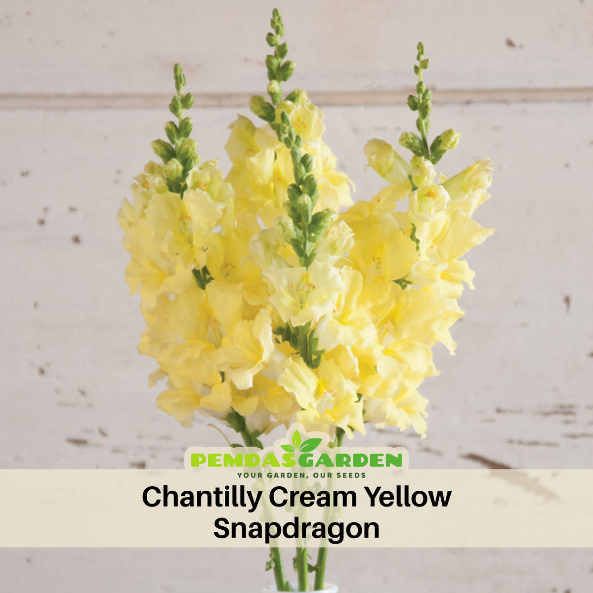 Chantilly Cream Yellow Snapdragon Seeds - Cold Resistant, 30 seeds