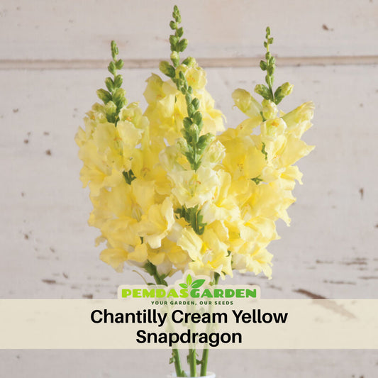Chantilly Cream Yellow Snapdragon Seeds - Cold Resistant, 30 seeds
