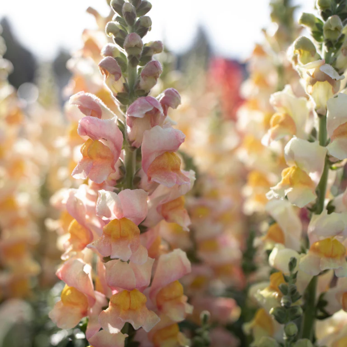 Costa Apricot Snapdragon Seeds - Cold Resistant, Potted, 30 seeds
