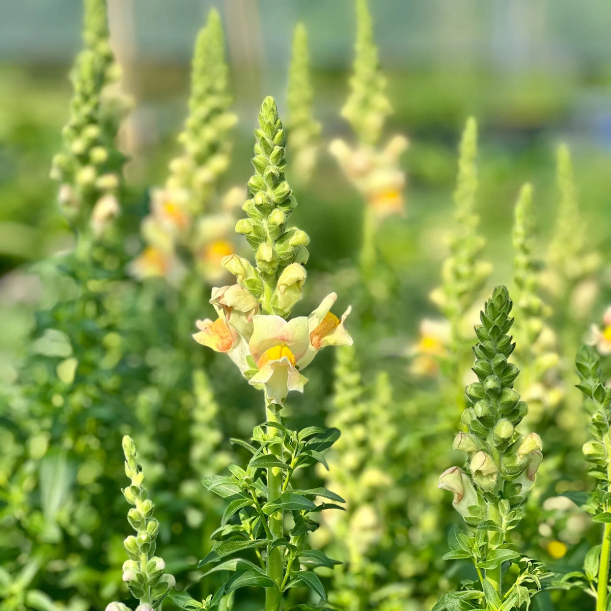 Costa Apricot Snapdragon Seeds - Cold Resistant, Potted, 30 seeds