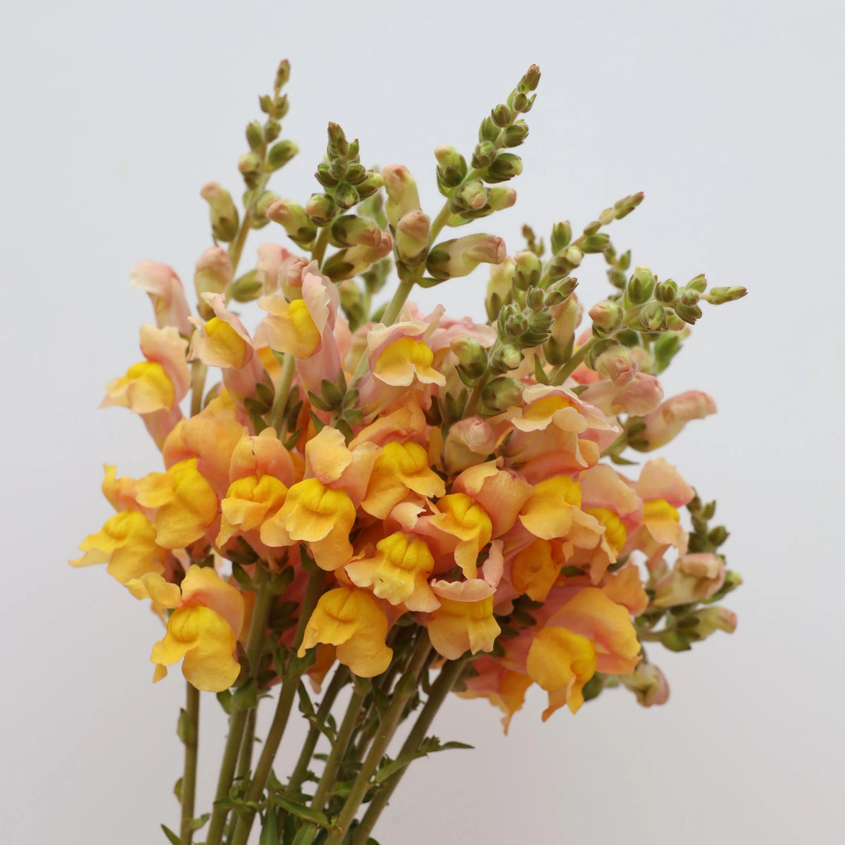 Costa Apricot Snapdragon Seeds - Cold Resistant, Potted, 30 seeds