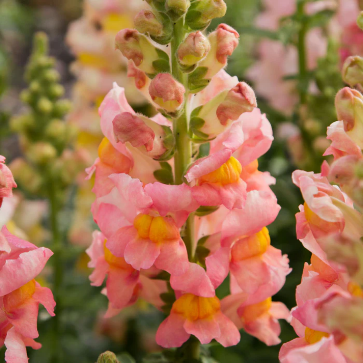 30 Seeds| Costa Apricot Snapdragon Seeds - Cold Resistant -Potted -Attracts pollinators - Open-Pollinating - Plant before the frost/after frost - #52