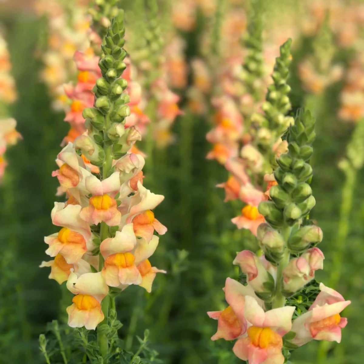 Costa Apricot Snapdragon Seeds - Cold Resistant, Potted, 30 seeds