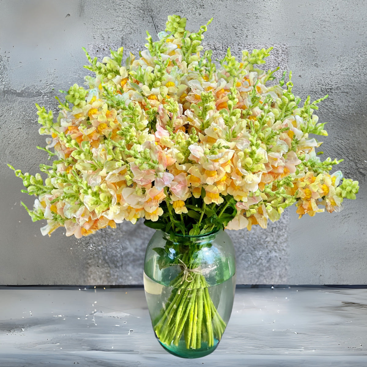 Costa Apricot Snapdragon Seeds - Cold Resistant, Potted, 30 seeds