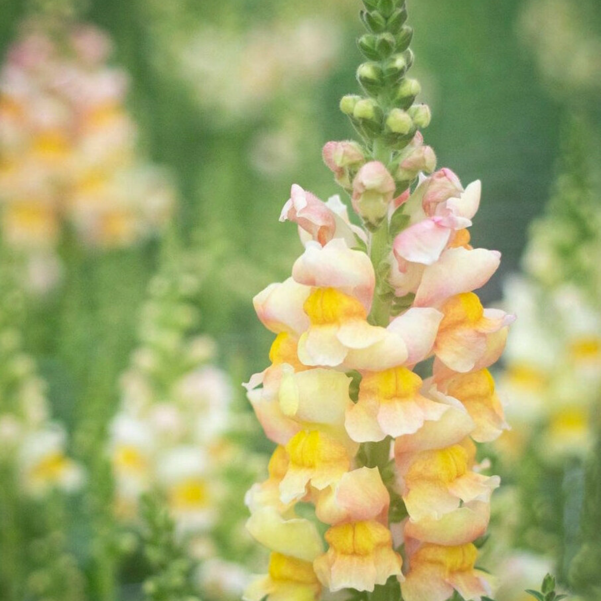 Costa Apricot Snapdragon Seeds - Cold Resistant, Potted, 30 seeds