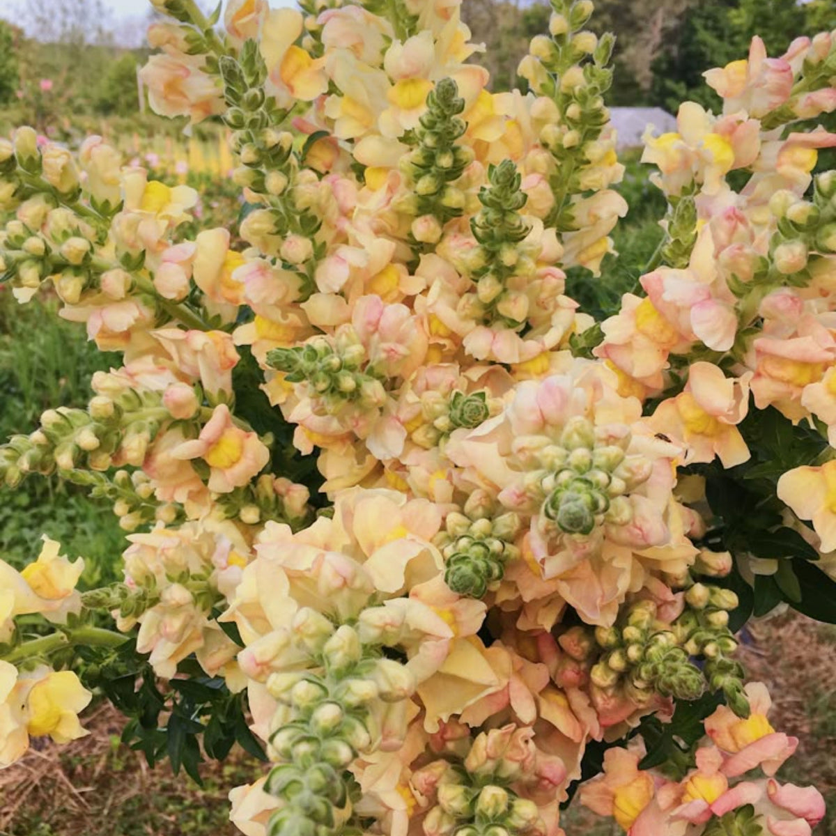 Costa Apricot Snapdragon Seeds - Cold Resistant, Potted, 30 seeds