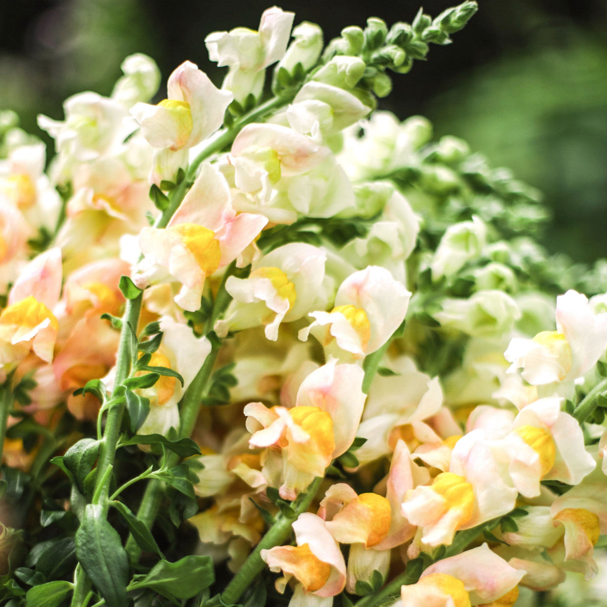 Costa Apricot Snapdragon Seeds - Cold Resistant, Potted, 30 seeds