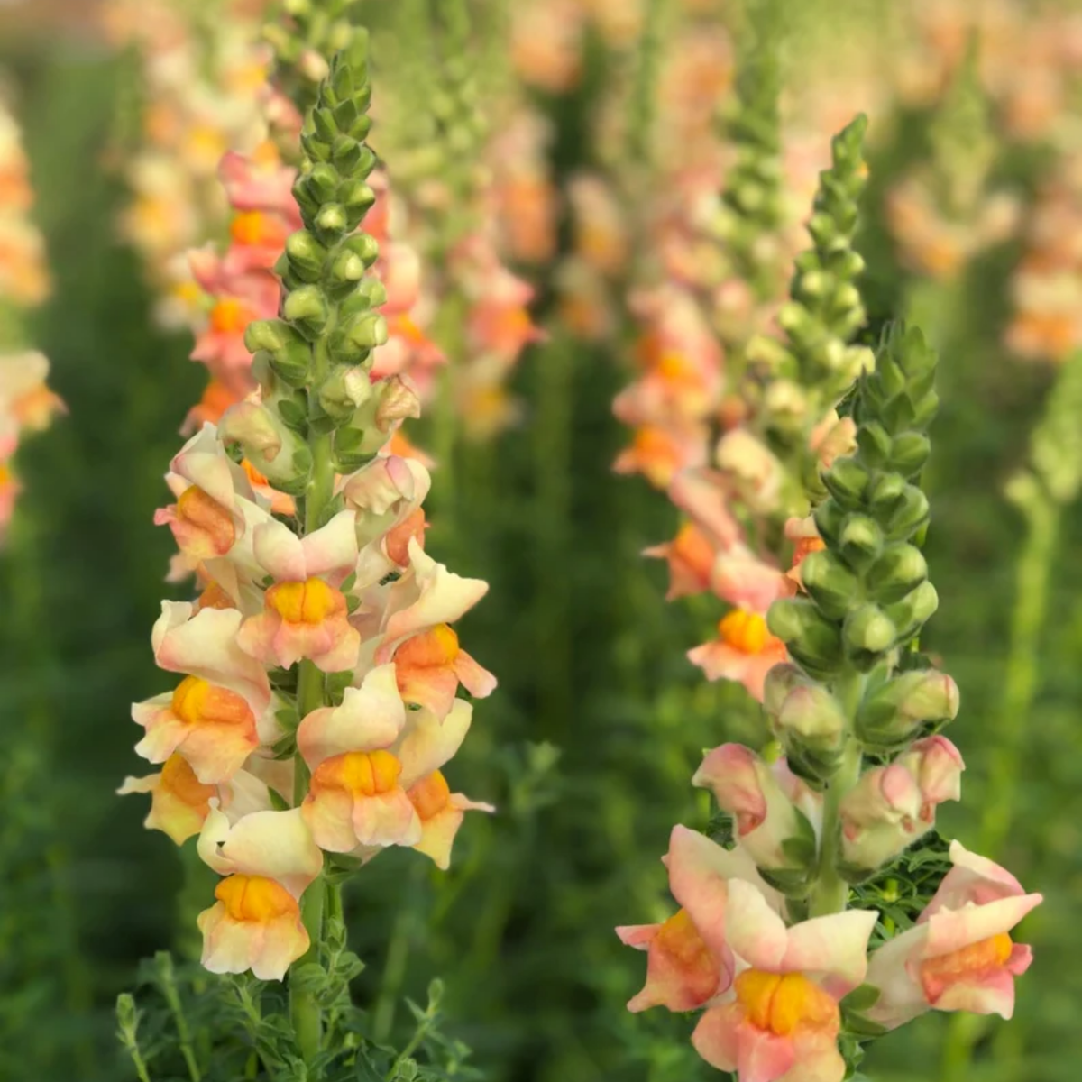 30 Seeds| Costa Apricot Snapdragon Seeds - Cold Resistant -Potted -Attracts pollinators - Open-Pollinating - Plant before the frost/after frost - #52