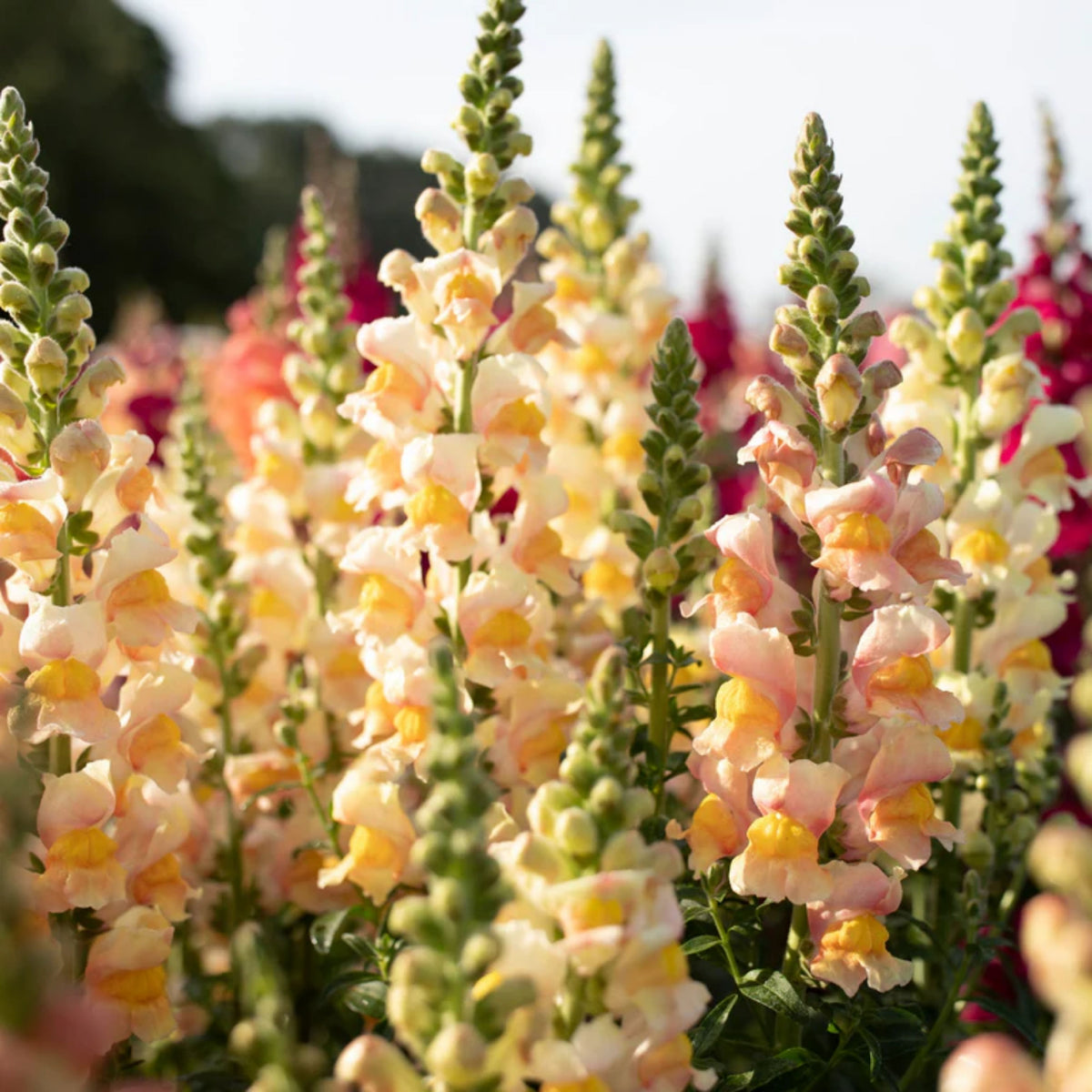 Costa Apricot Snapdragon Seeds - Cold Resistant, Potted, 30 seeds
