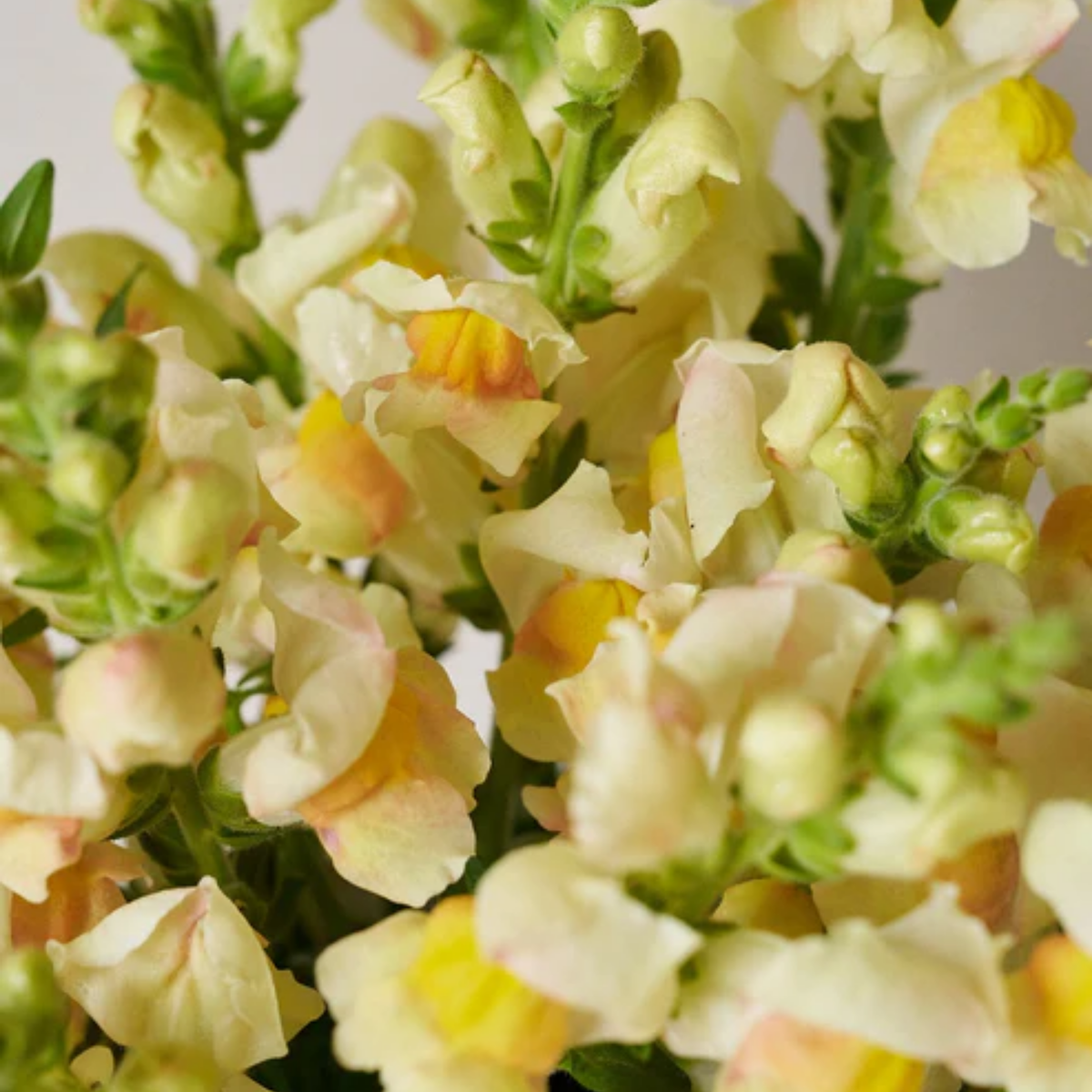 30 Seeds| Costa Apricot Snapdragon Seeds - Cold Resistant -Potted -Attracts pollinators - Open-Pollinating - Plant before the frost/after frost - #52