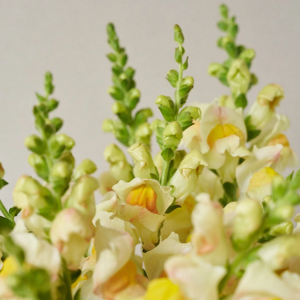 Costa Apricot Snapdragon Seeds - Cold Resistant, Potted, 30 seeds