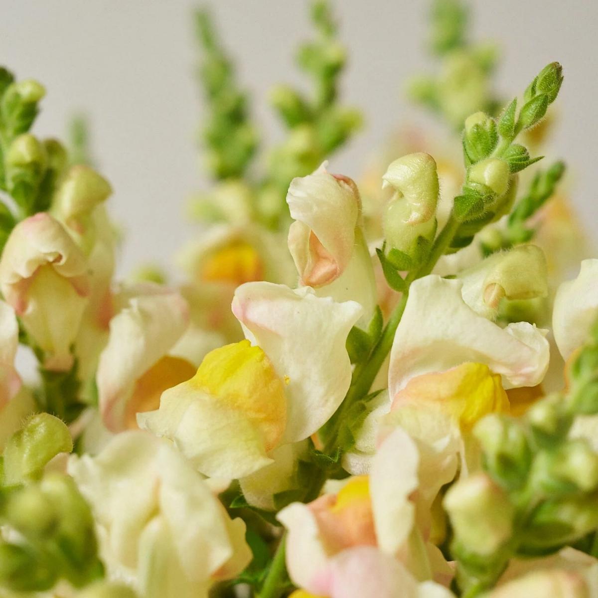 Costa Apricot Snapdragon Seeds - Cold Resistant, Potted, 30 seeds