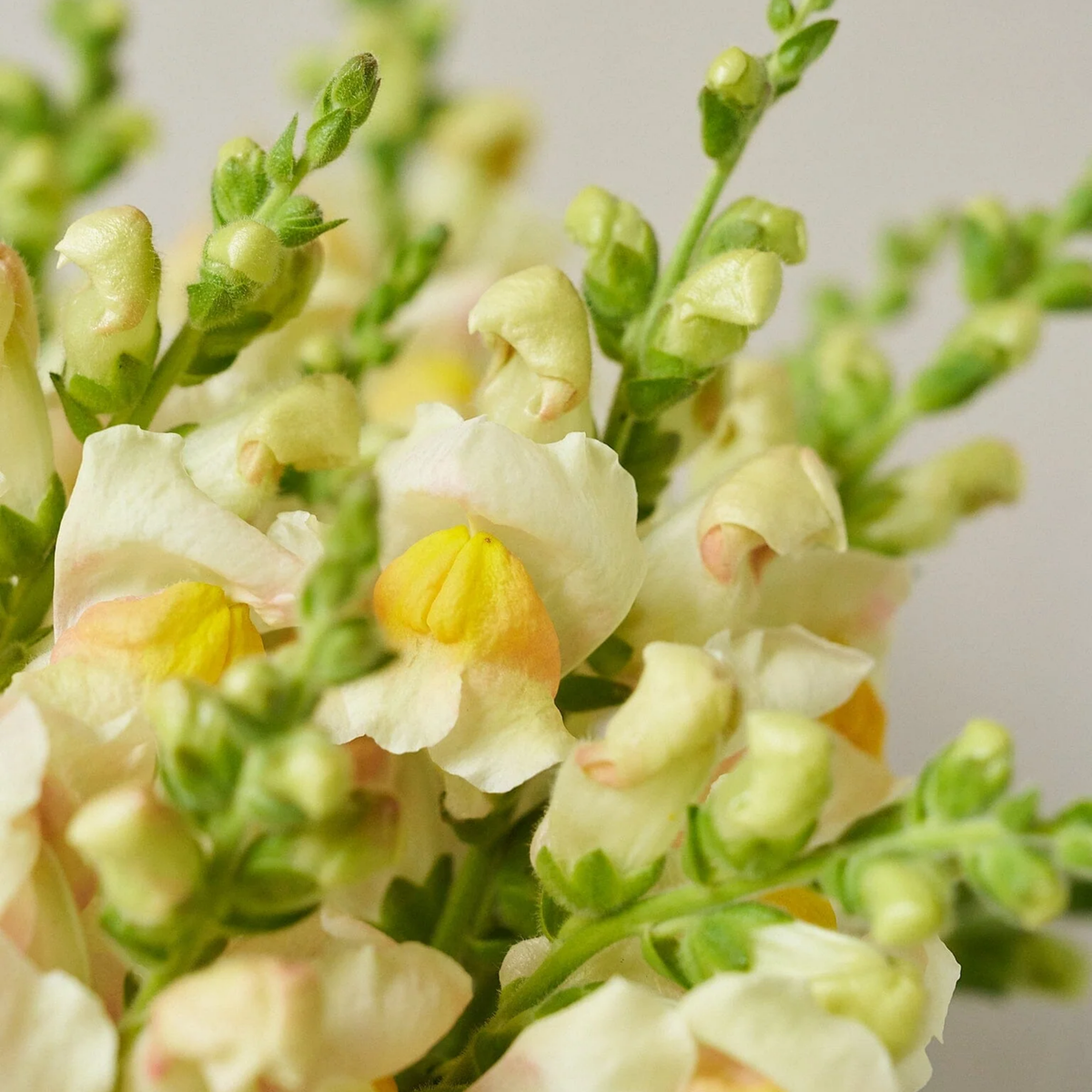Costa Apricot Snapdragon Seeds - Cold Resistant, Potted, 30 seeds