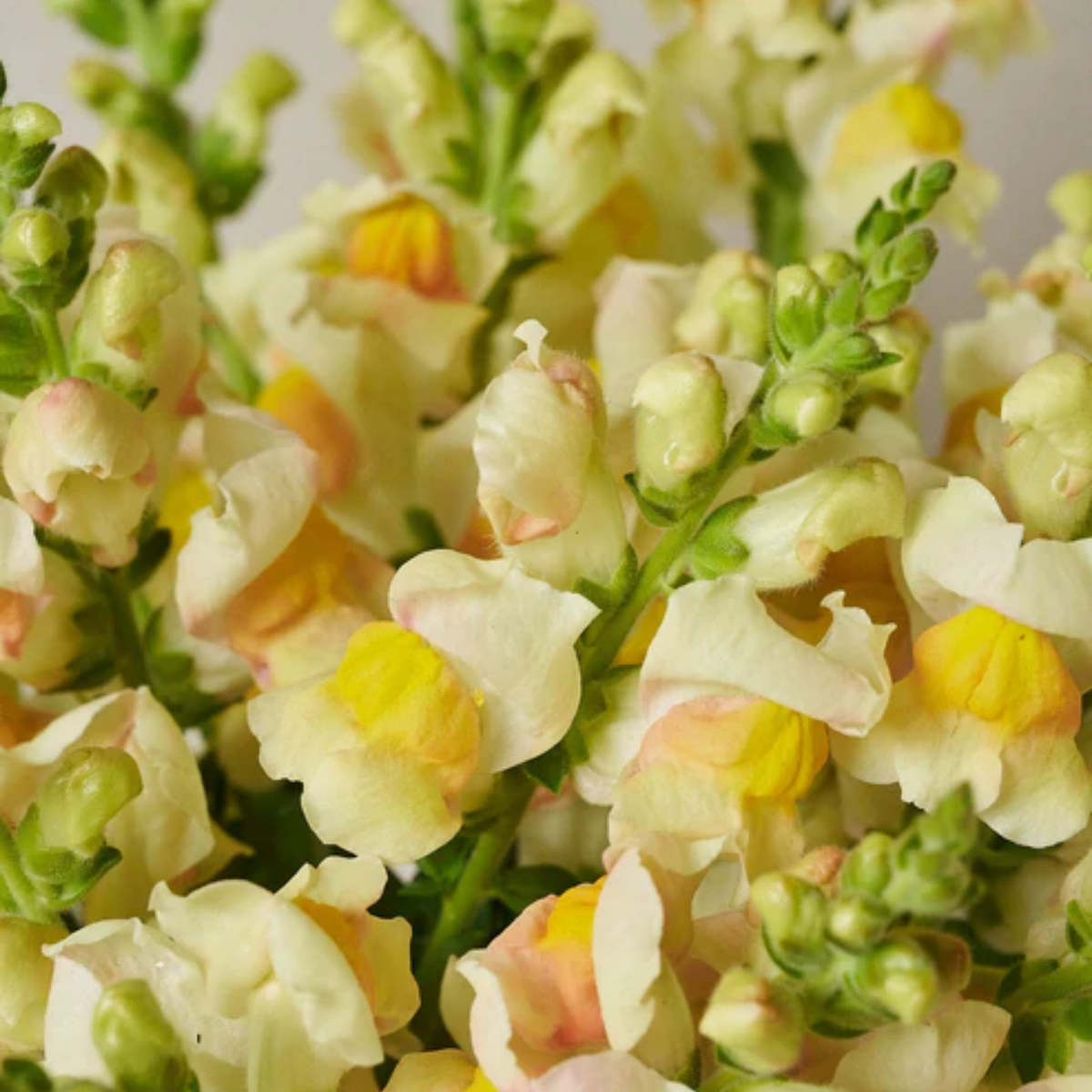 30 Seeds| Costa Apricot Snapdragon Seeds - Cold Resistant -Potted -Attracts pollinators - Open-Pollinating - Plant before the frost/after frost - #52