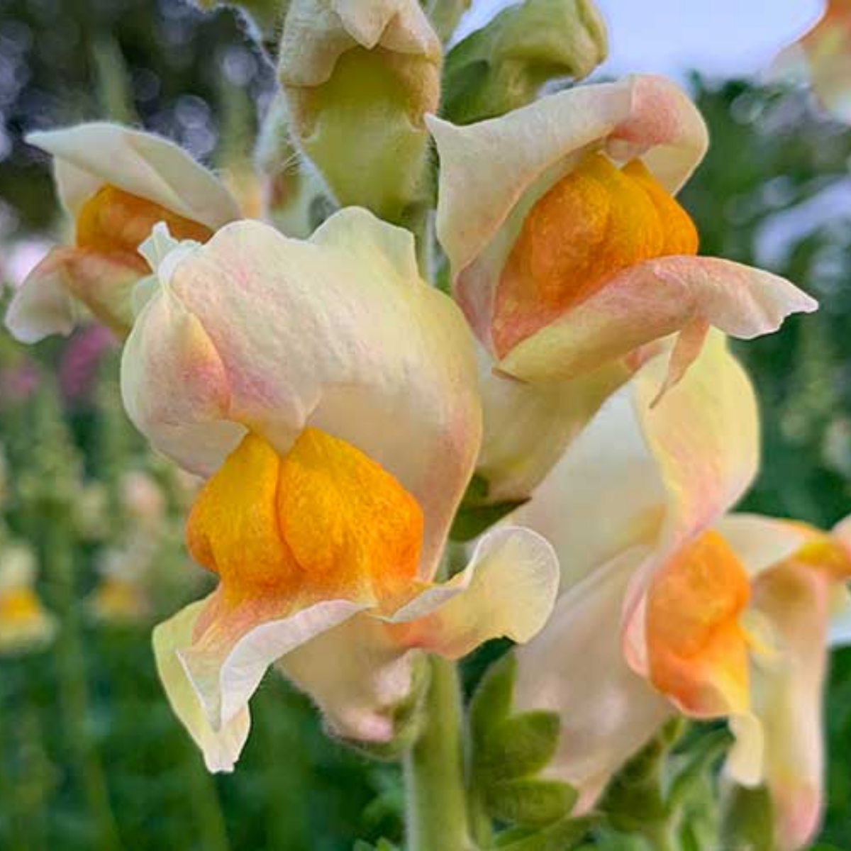 Costa Apricot Snapdragon Seeds - Cold Resistant, Potted, 30 seeds