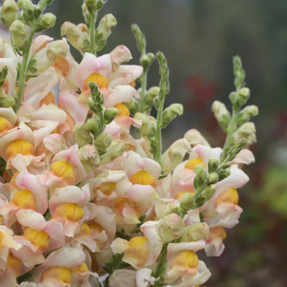 30 Seeds| Costa Apricot Snapdragon Seeds - Cold Resistant -Potted -Attracts pollinators - Open-Pollinating - Plant before the frost/after frost - #52
