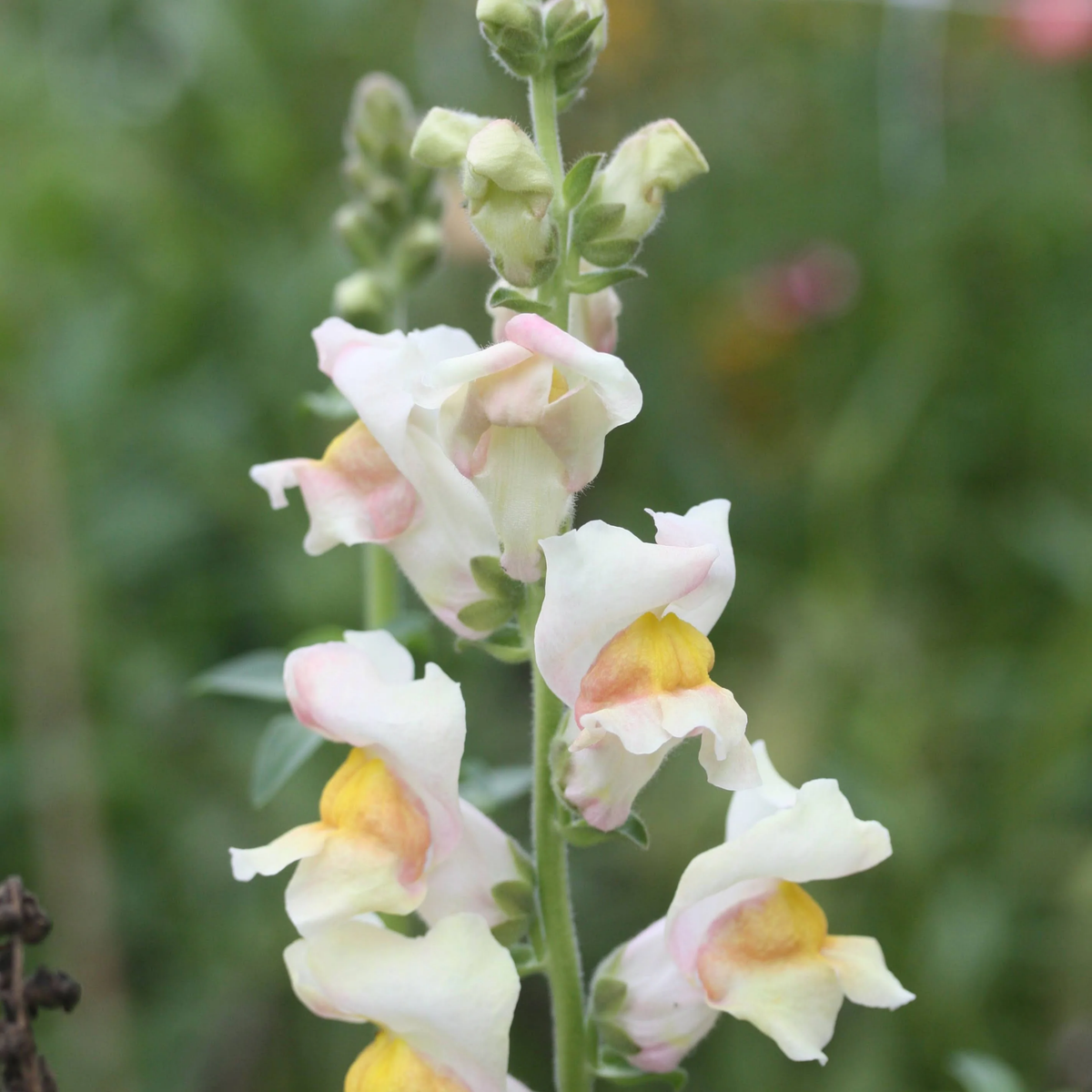 30 Seeds| Costa Apricot Snapdragon Seeds - Cold Resistant -Potted -Attracts pollinators - Open-Pollinating - Plant before the frost/after frost - #52